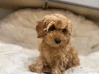 Charlie, a male Cavapoo for sale in Chattanooga, TN – 2 of 10
