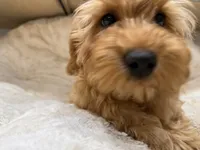 Charlie, a male Cavapoo for sale in Chattanooga, TN – 6 of 10