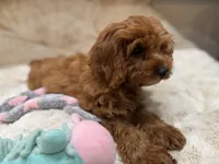Gracie, a female Cavapoo for sale in Chattanooga, TN – 4 of 10