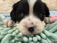 Oreo, a male Cavapoo for sale in Chattanooga, TN – 4 of 10