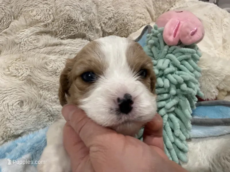 Henry – Cavapoo puppy for sale in Chattanooga, TN