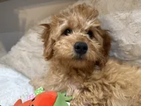 Teddy, a male Cavapoo for sale in Chattanooga, TN – 4 of 10