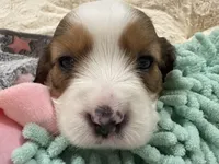 Callie, a female Cavapoo for sale in Chattanooga, TN – 3 of 10