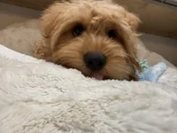 Theo, a male Cavapoo for sale in Chattanooga, TN – 2 of 10