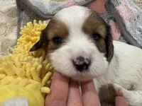 Callie, a female Cavapoo for sale in Chattanooga, TN – 8 of 10