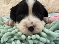 Oreo, a male Cavapoo for sale in Chattanooga, TN – 8 of 10