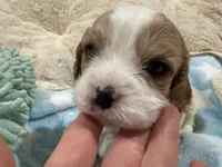 Henry, a male Cavapoo for sale in Chattanooga, TN – 5 of 10