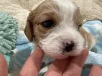Henry, a male Cavapoo for sale in Chattanooga, TN – 4 of 10