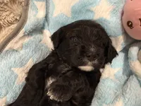 Milo, a male Cavapoo for sale in Chattanooga, TN – 6 of 10