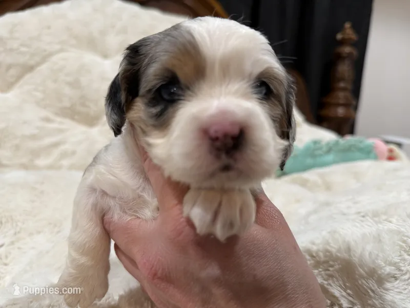 Precious – Cavapoo puppy for sale in Chattanooga, TN