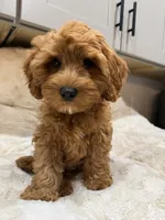 Marley, a male Cavapoo for sale in Chattanooga, TN – 10 of 10
