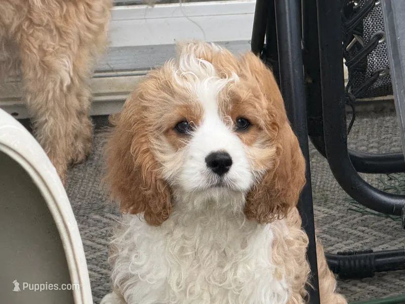 Henry – Cavapoo puppy for sale in Chattanooga, TN
