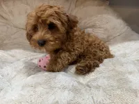 Marley, a male Cavapoo for sale in Chattanooga, TN – 8 of 10