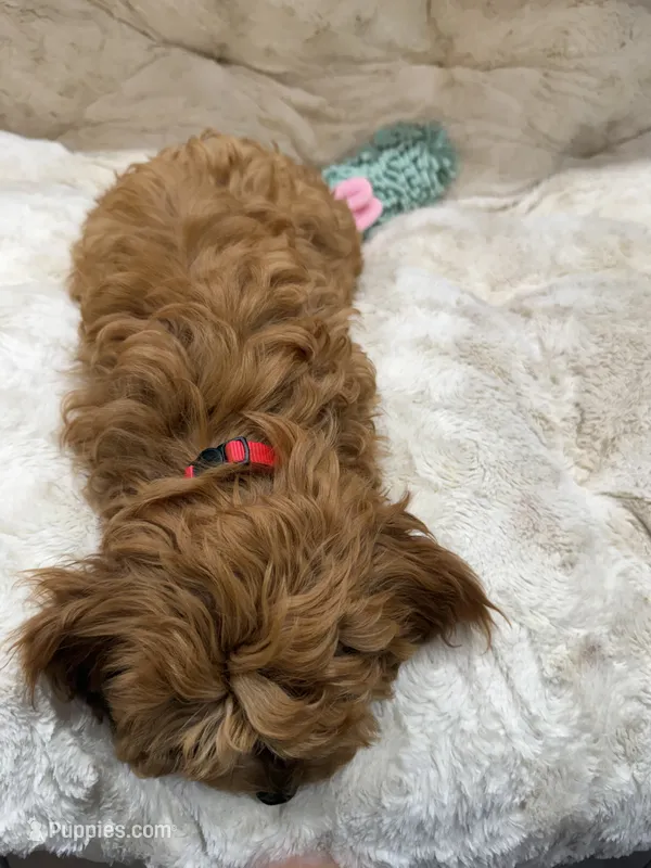 Marley – Cavapoo puppy for sale in Chattanooga, TN