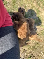 Charlie red’s litter , a male Cavapoo for sale in Chattanooga, TN – Photo 3 of 10