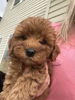 Charlie red’s litter , a male Cavapoo for sale in Chattanooga, TN – Photo 5 of 10