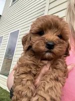 Charlie red’s litter , a male Cavapoo for sale in Chattanooga, TN – Photo 7 of 10