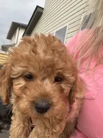 Charlie red’s litter , a male Cavapoo for sale in Chattanooga, TN – Photo 10 of 10