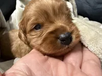 Charlie red’s litter , a male Cavapoo for sale in Chattanooga, TN – Photo 9 of 10