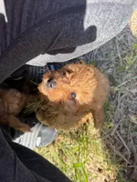 Charlie red’s litter , a male Cavapoo for sale in Chattanooga, TN – Photo 2 of 10