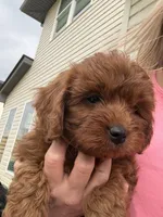 Charlie red’s litter , a male Cavapoo for sale in Chattanooga, TN – Photo 6 of 10
