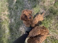 Charlie red’s litter , a male Cavapoo for sale in Chattanooga, TN – Photo 6 of 10