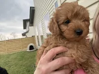 Charlie red’s litter , a male Cavapoo for sale in Chattanooga, TN – Photo 8 of 10