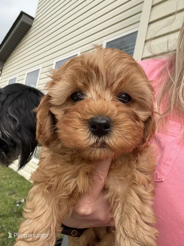 Charlie red’s litter  – Cavapoo puppy for sale in Chattanooga, TN