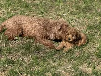 Charlie red’s litter , a male Cavapoo for sale in Chattanooga, TN – Photo 4 of 10