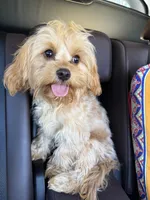 Charlie red’s litter , a male Cavapoo for sale in Chattanooga, TN – Photo 3 of 10