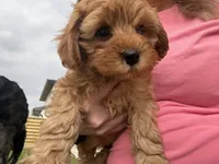 Charlie red’s litter , a male Cavapoo for sale in Chattanooga, TN – Photo 9 of 10
