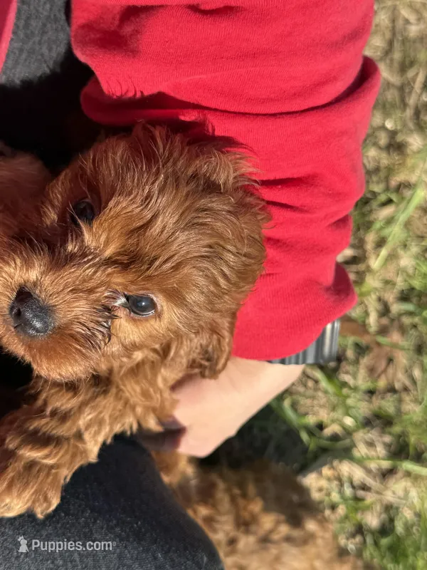 Charlie red’s litter  – Cavapoo puppy for sale in Chattanooga, TN