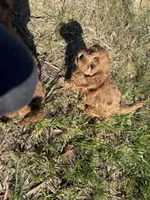 Charlie red’s litter , a male Cavapoo for sale in Chattanooga, TN – Photo 8 of 10