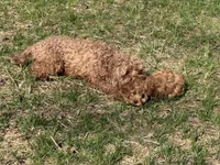 Charlie red’s litter , a male Cavapoo for sale in Chattanooga, TN – Photo 5 of 10