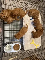 Charlie red’s litter , a male Cavapoo for sale in Chattanooga, TN – Photo 7 of 10