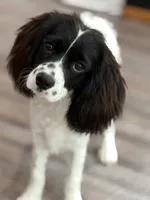 Freckles, a male Cavapoo for sale in Chattanooga, TN – 3 of 9