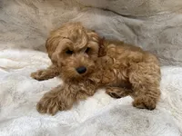 Charlie, a male Cavapoo for sale in Chattanooga, TN – 8 of 10