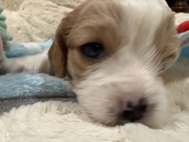 Henry – Cavapoo puppy for sale in Chattanooga, TN