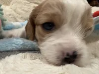 Henry, a male Cavapoo for sale in Chattanooga, TN – 3 of 10