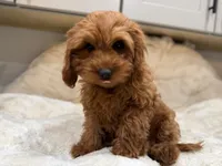Gracie, a female Cavapoo for sale in Chattanooga, TN – 2 of 10