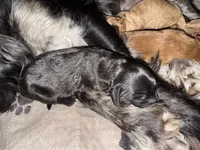 Marley, a male Cavapoo for sale in Chattanooga, TN – Photo 5 of 10