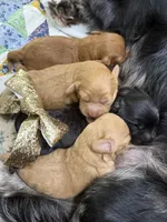 Marley, a male Cavapoo for sale in Chattanooga, TN – Photo 9 of 10