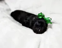 Marley, a male Cavapoo for sale in Chattanooga, TN – Photo 2 of 10