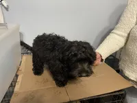 Marley, a male Cavapoo for sale in Chattanooga, TN – Photo 6 of 8