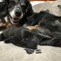 Marley, a male Cavapoo for sale in Chattanooga, TN – Photo 3 of 3