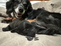 Marley, a male Cavapoo for sale in Chattanooga, TN – Photo 7 of 10