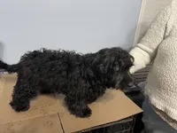 Marley, a male Cavapoo for sale in Chattanooga, TN – Photo 7 of 8