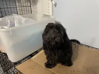 Marley, a male Cavapoo for sale in Chattanooga, TN – Photo 5 of 8