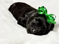 Marley, a male Cavapoo for sale in Chattanooga, TN – Photo 1 of 10