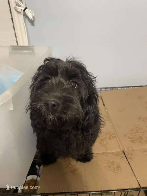 Marley – Cavapoo puppy for sale in Chattanooga, TN